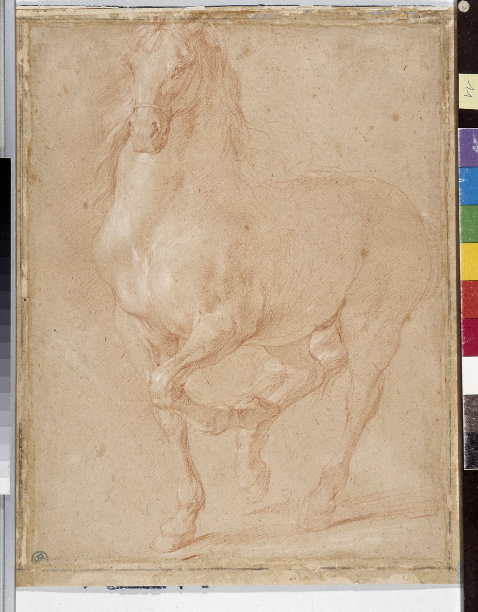 Horse study by Pierre Puget