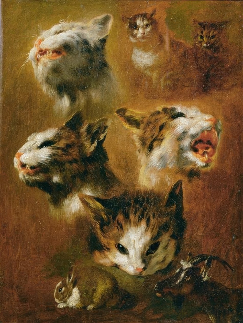 Animal Studies: Cats, Rabbits, and Goat by Pieter or Peter Boel