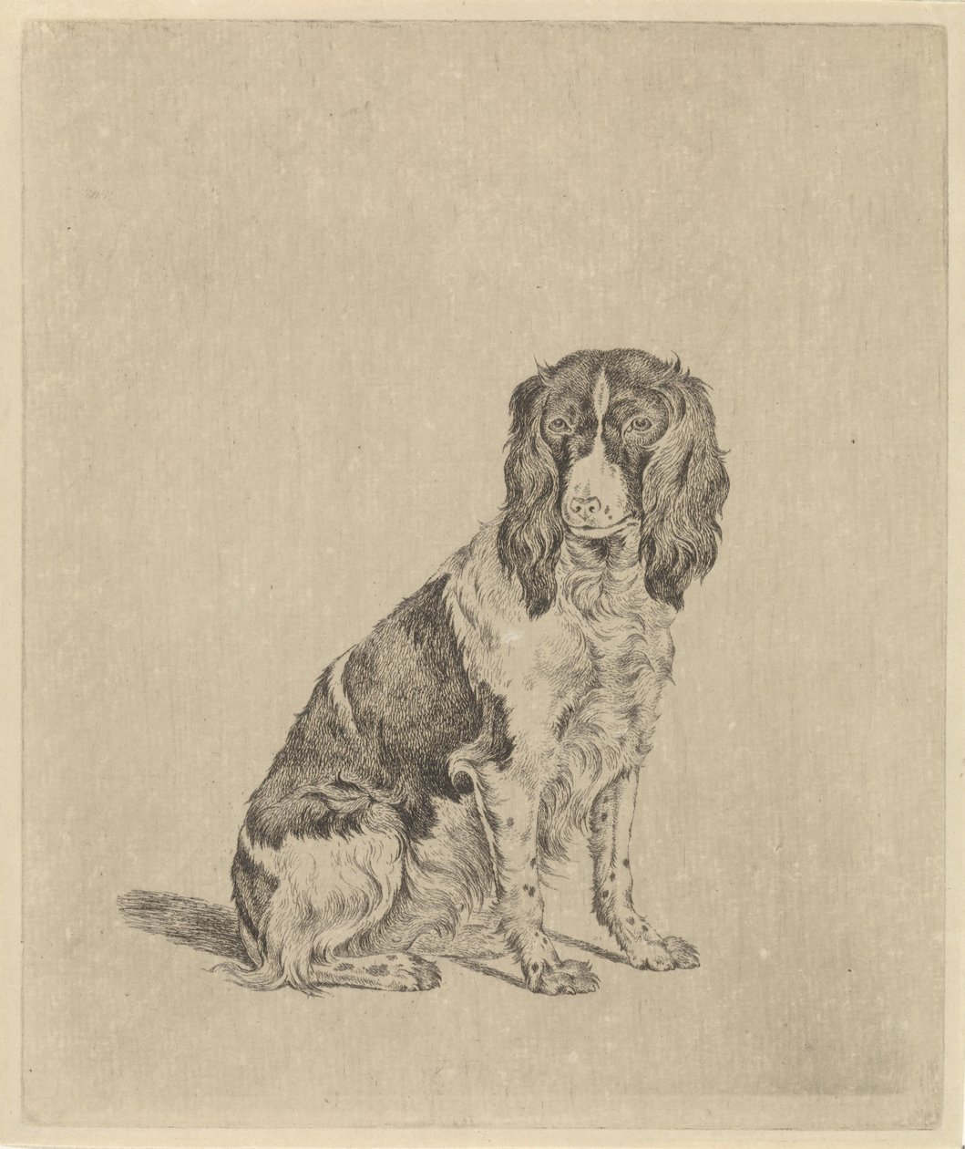 Seated Partridge Dog by Pieter Janson