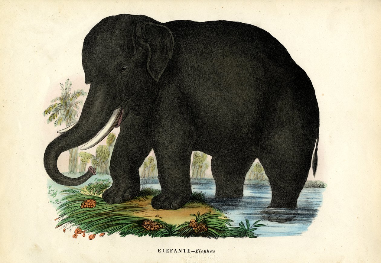Asian Elephant, 1863-79 by Raimundo Petraroja