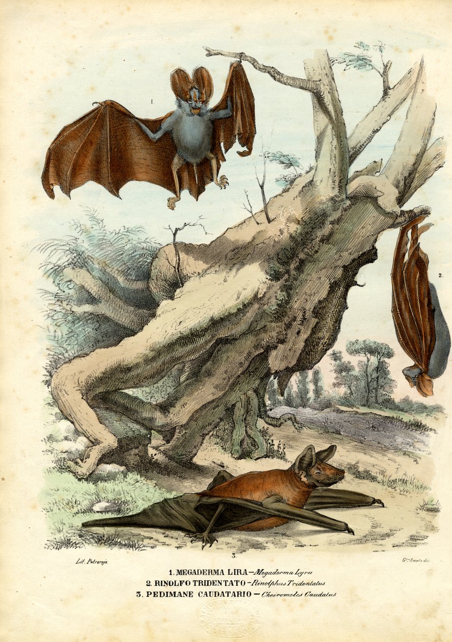 Bats by Raimundo Petraroja