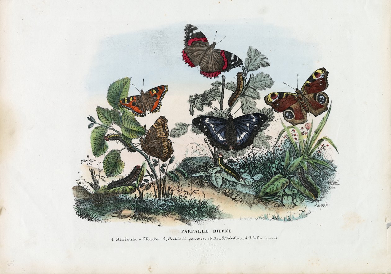Butterflies by Raimundo Petraroja