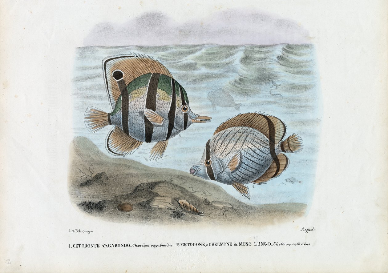 Butterflyfish by Raimundo Petraroja