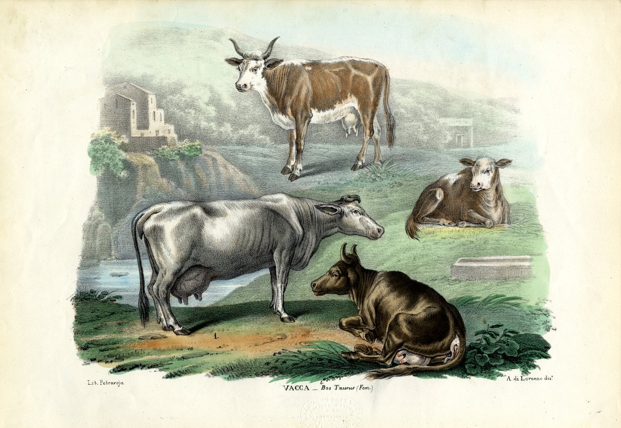 Cattle by Raimundo Petraroja