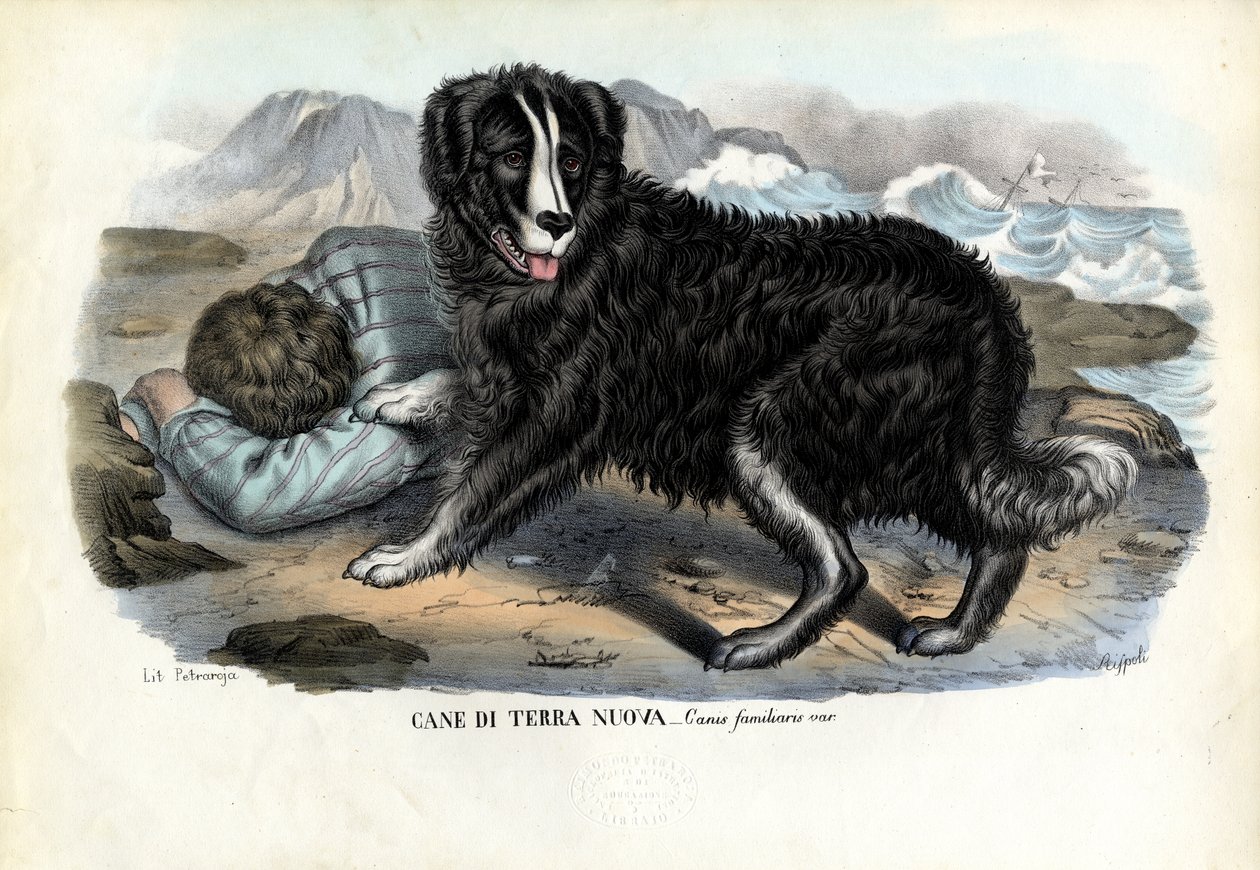 Dogs by Raimundo Petraroja