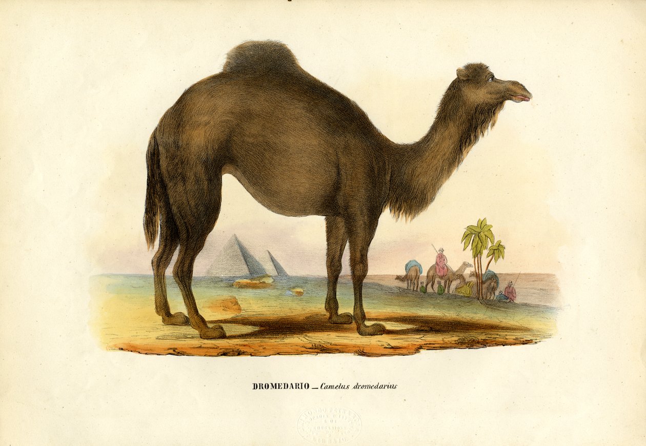 Dromedary by Raimundo Petraroja