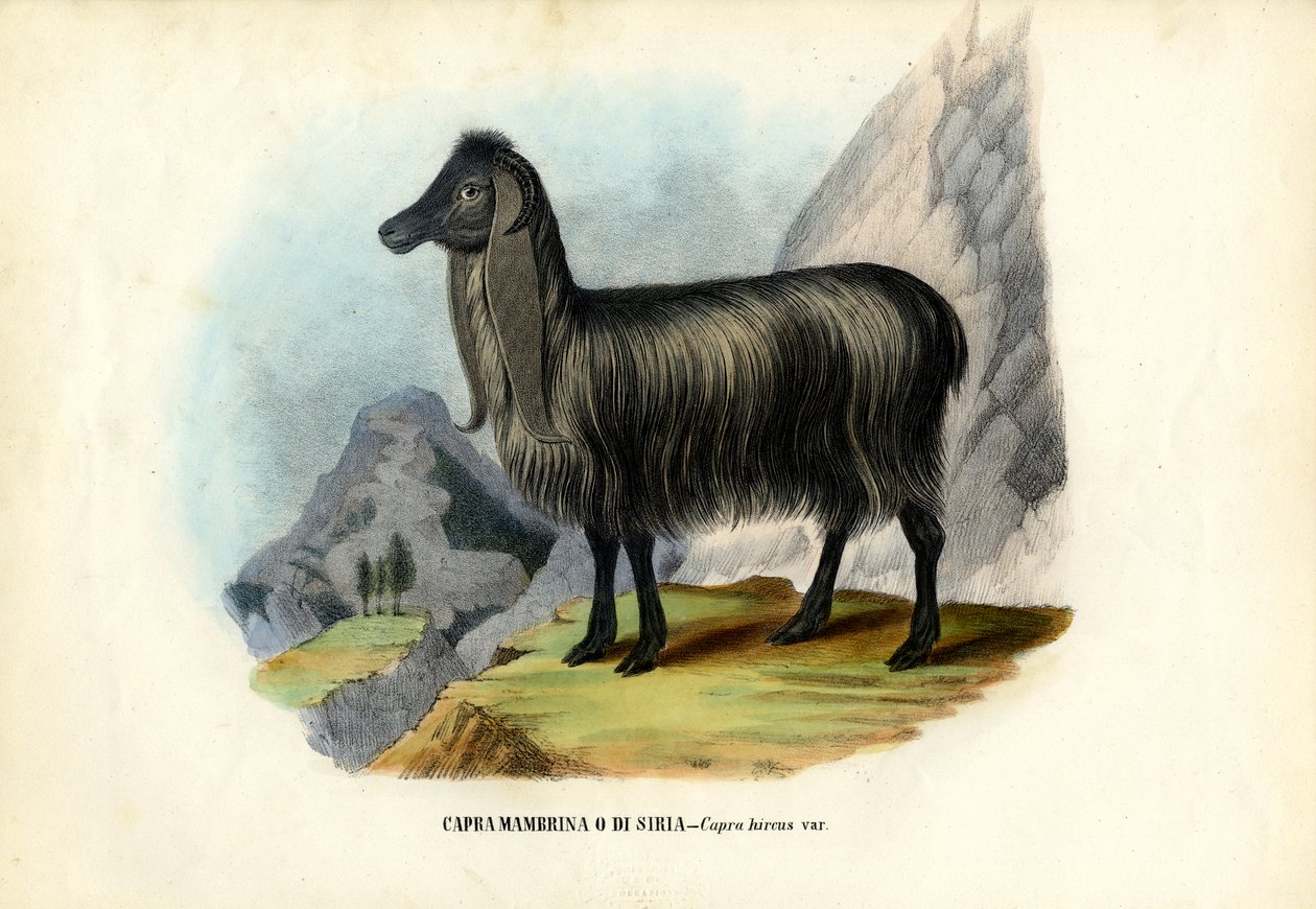 Feral Goat, 1863-79 by Raimundo Petraroja