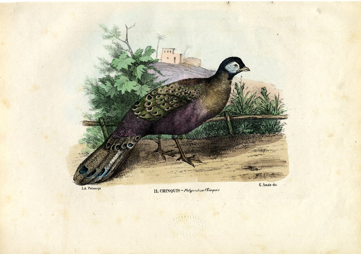 Indian Peafowl by Raimundo Petraroja