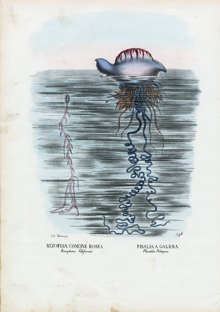 Jellyfish by Raimundo Petraroja