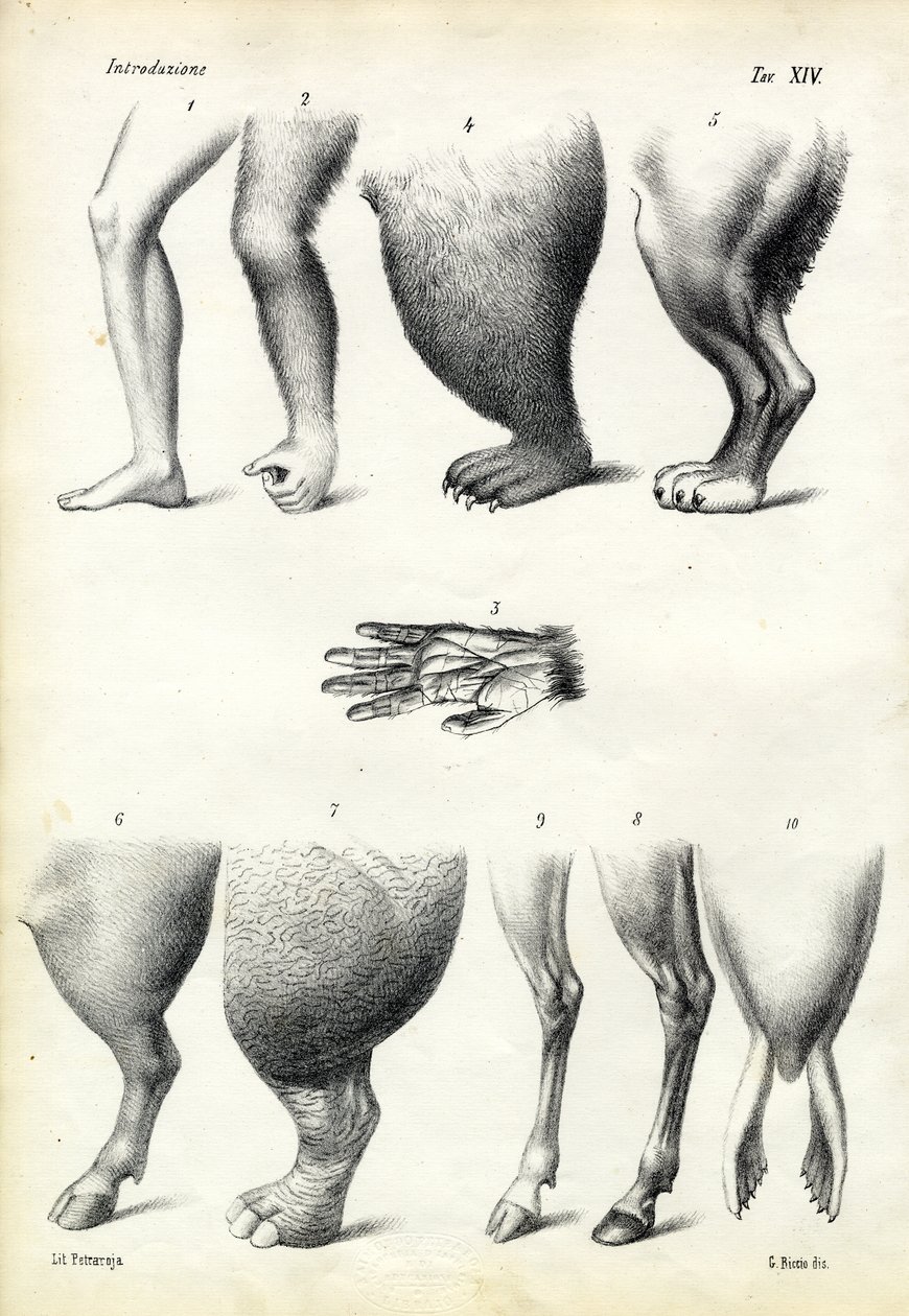 Legs by Raimundo Petraroja