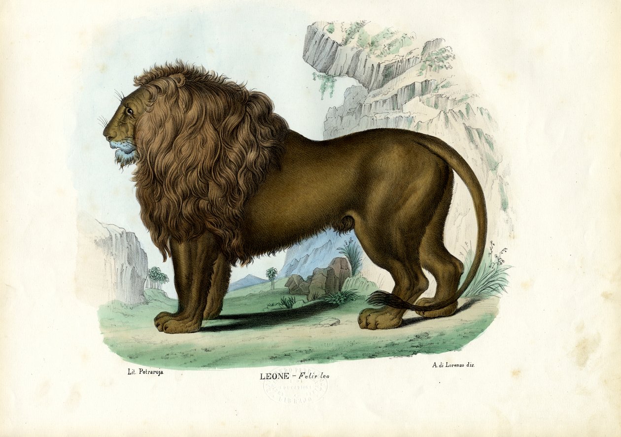 Lion by Raimundo Petraroja