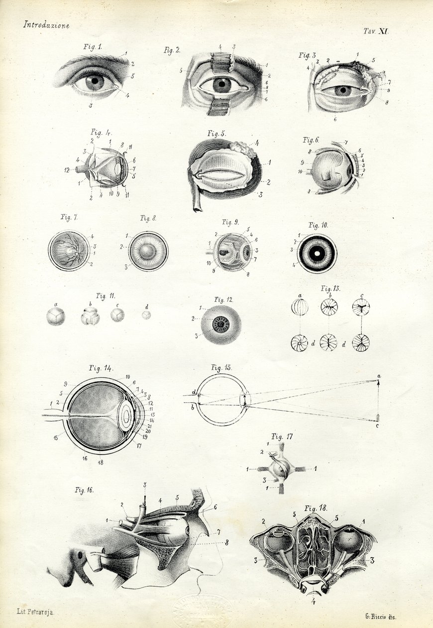 Organ of Seeing, 1863-79 by Raimundo Petraroja