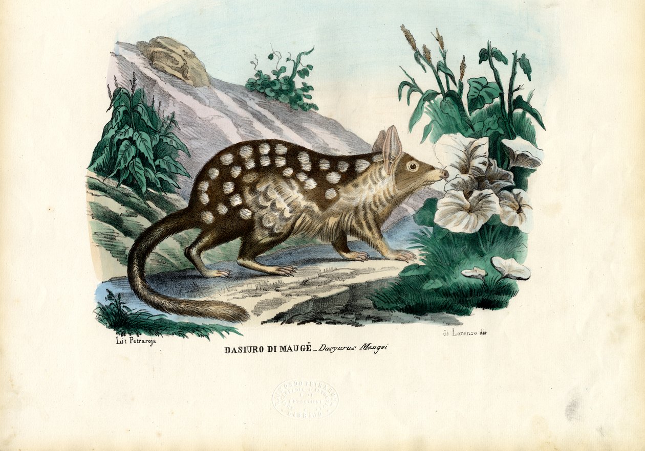 Quoll by Raimundo Petraroja
