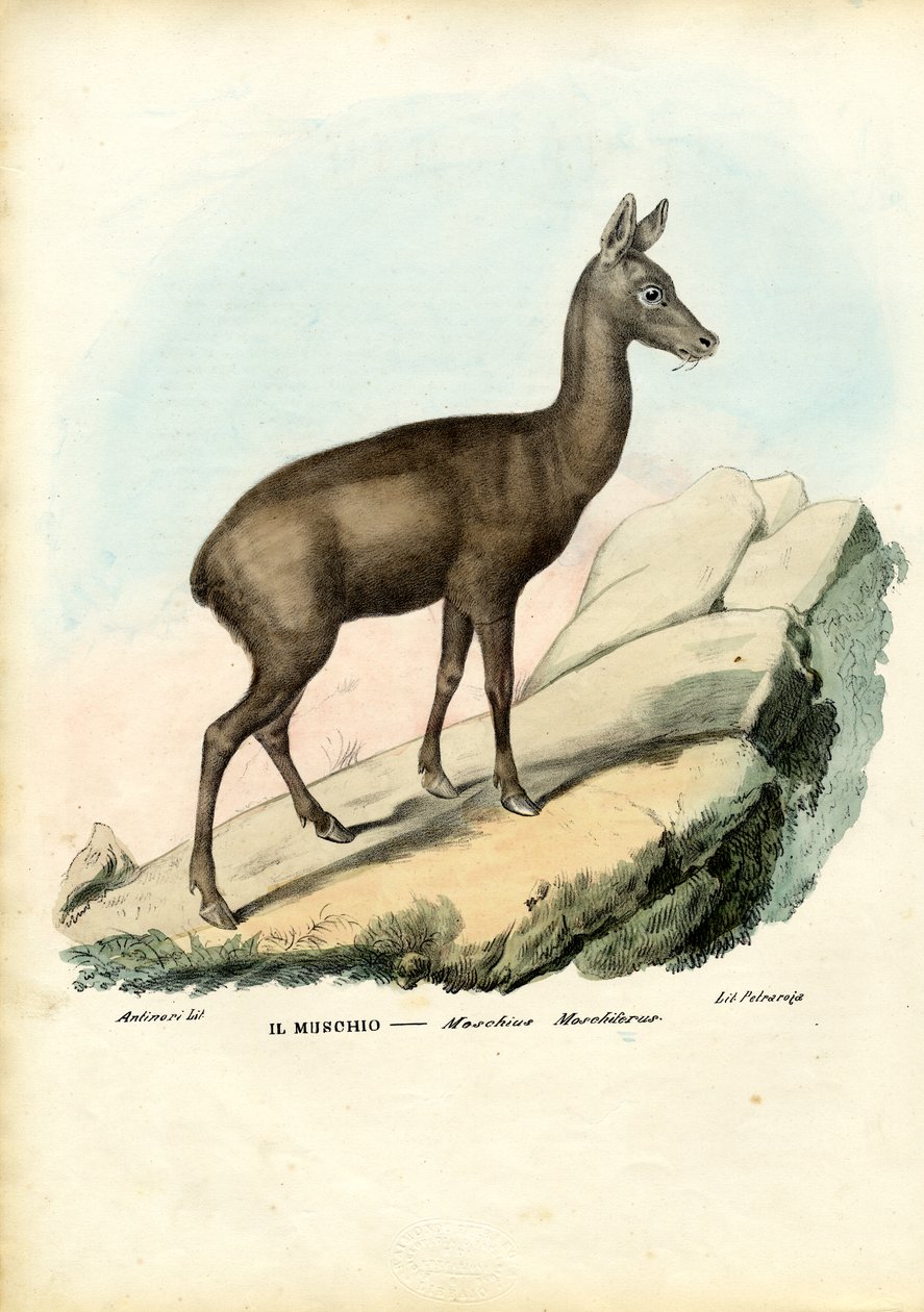 Siberian Musk Deer by Raimundo Petraroja