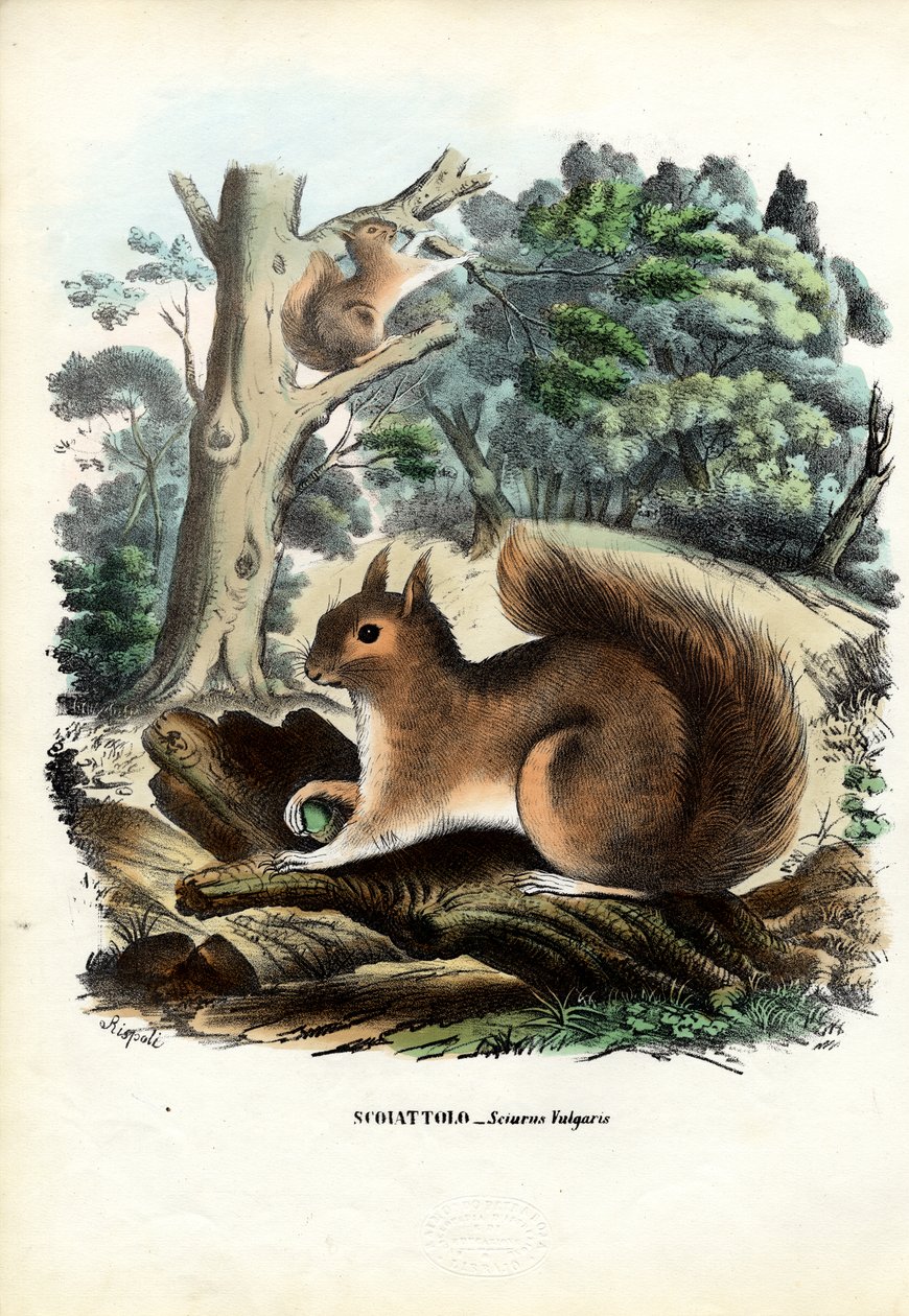 Squirrel by Raimundo Petraroja