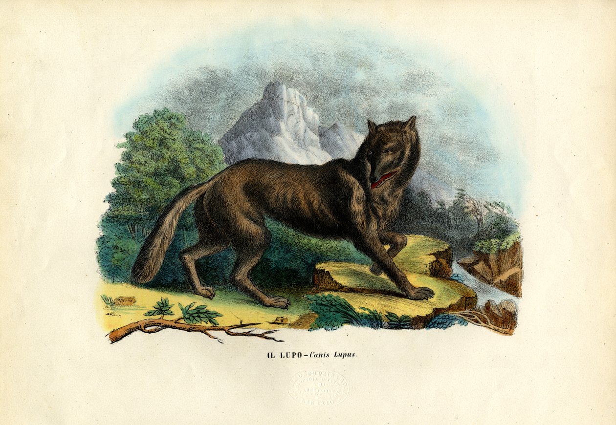 Wolf by Raimundo Petraroja
