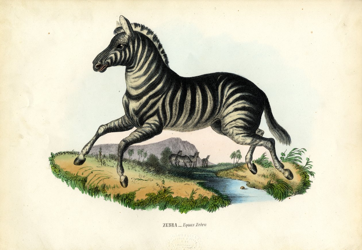 Zebra by Raimundo Petraroja