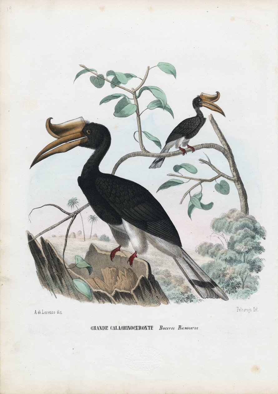 Great Hornbill by Raimundo Petraroja