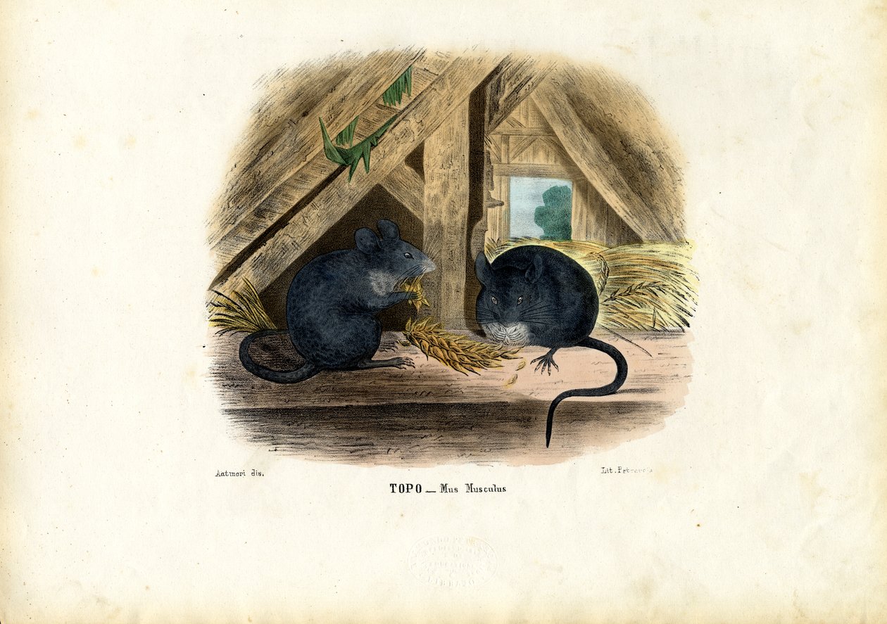 House Mouse by Raimundo Petraroja