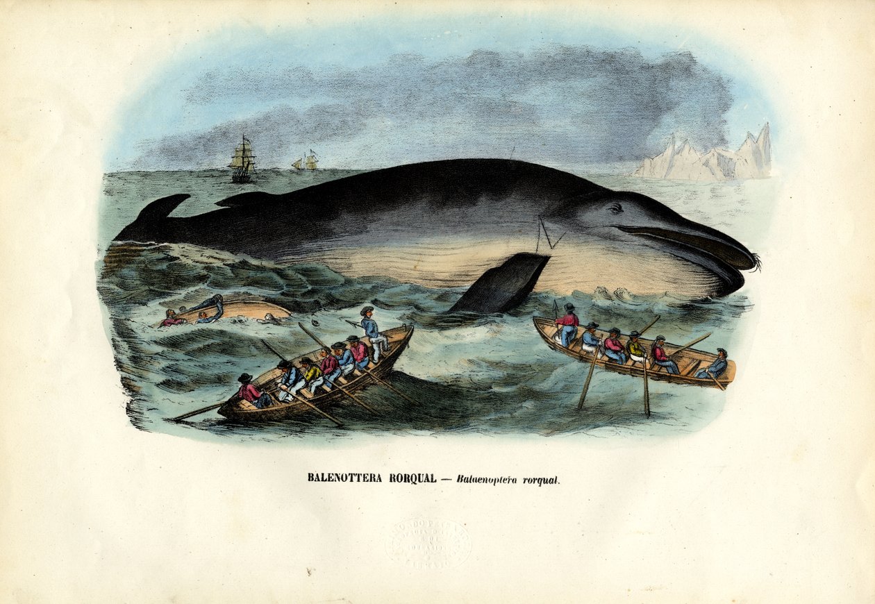 Humpback Whale by Raimundo Petraroja