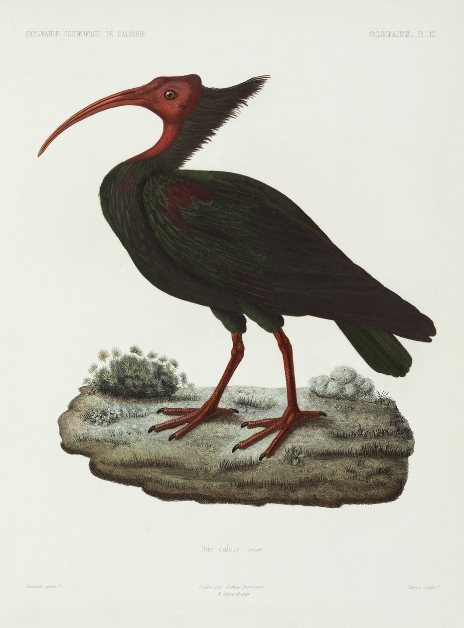 Bald ibis, Algeria by John Pardon