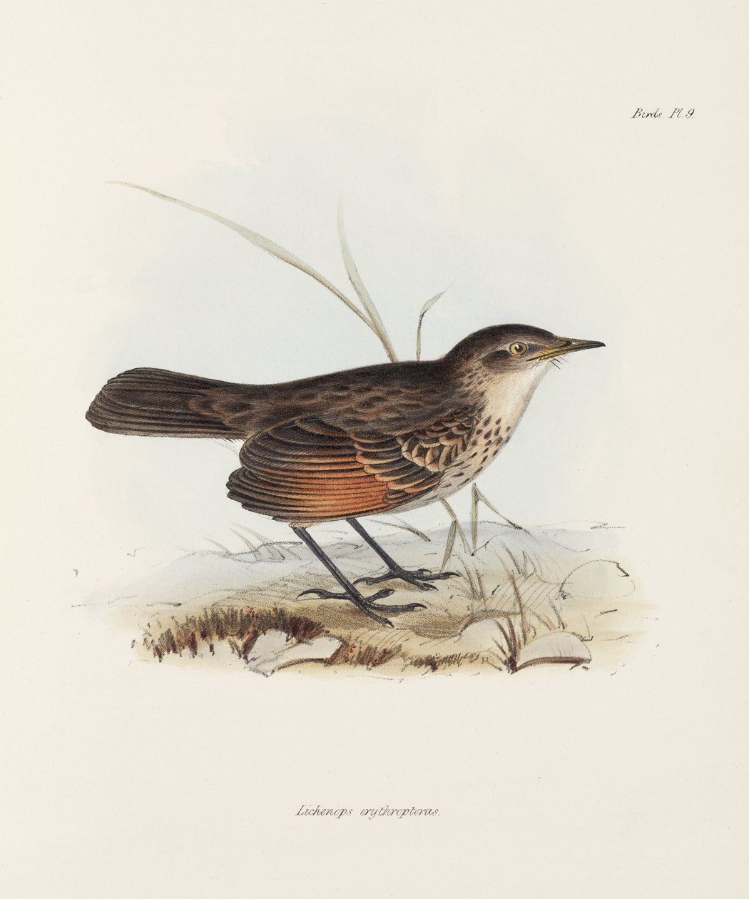 Flycatcher by John Pardon
