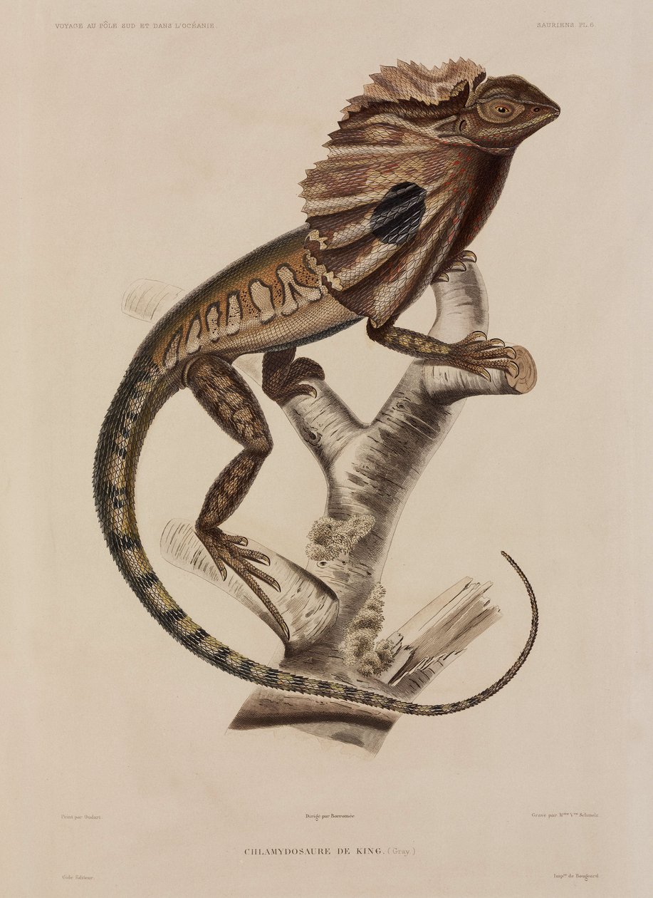 Frillneck Lizard by John Pardon