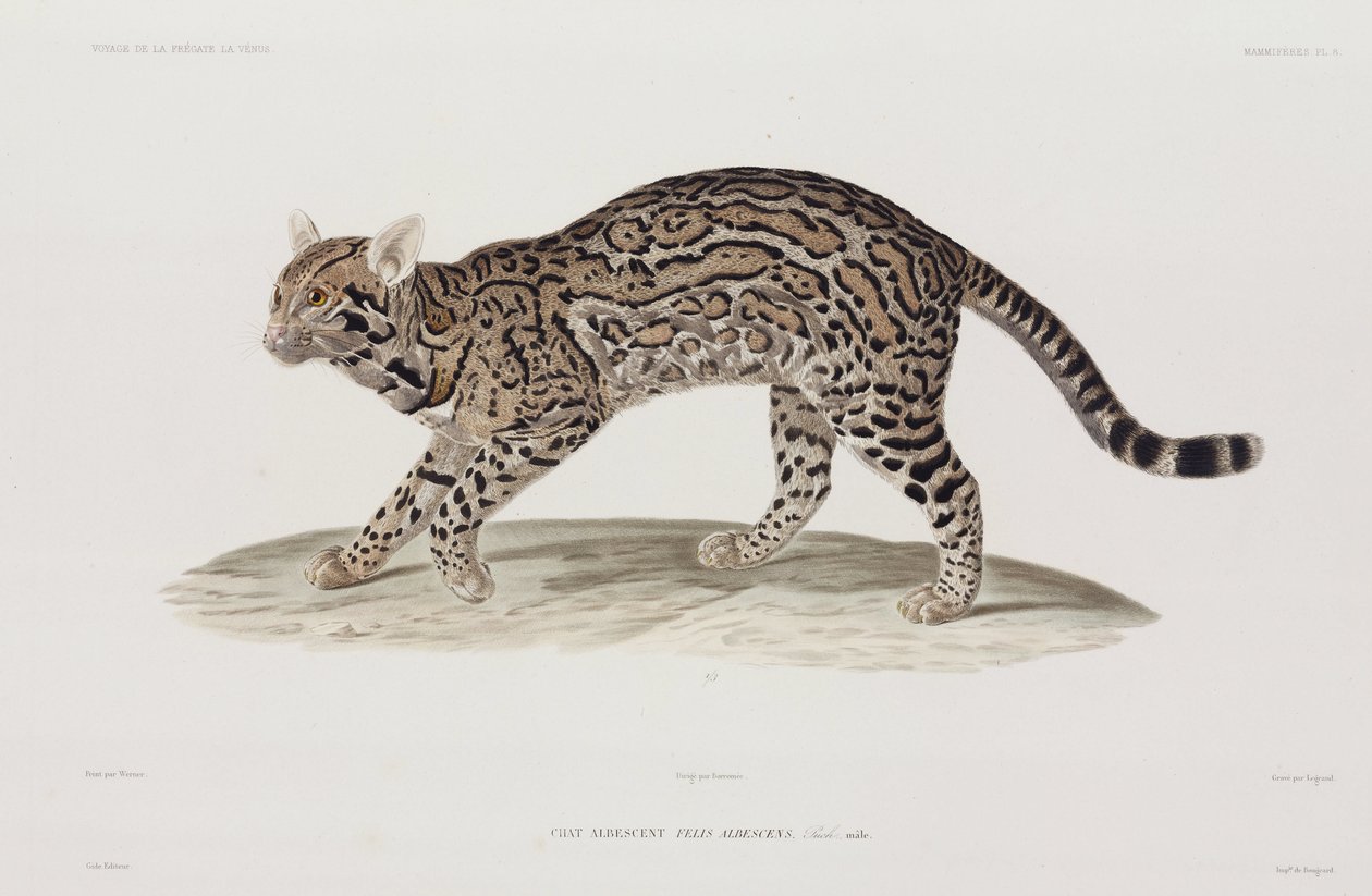 Ocelot, USA by John Pardon