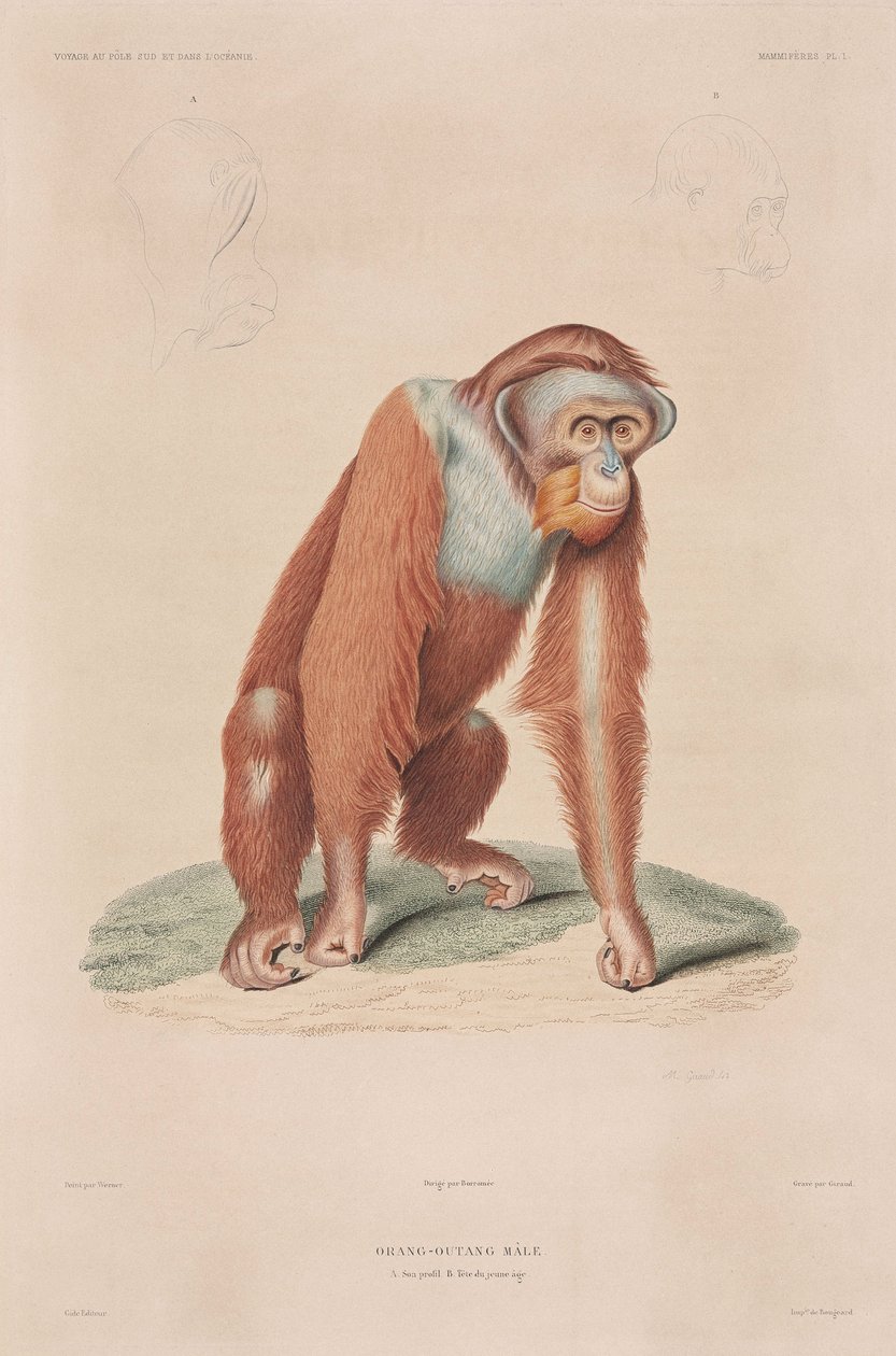 Orangutan, Indonesia by John Pardon