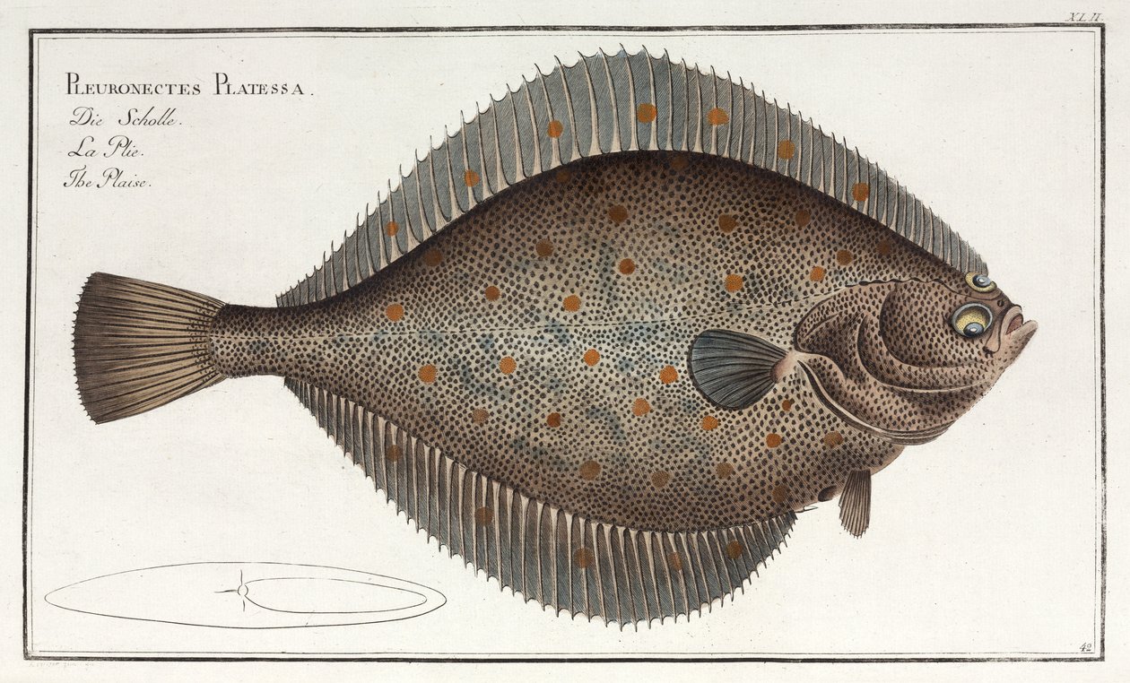 The Plaice by John Pardon
