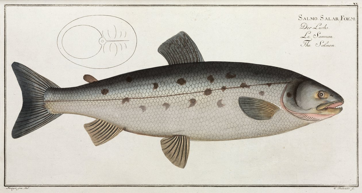 The Salmon by John Pardon