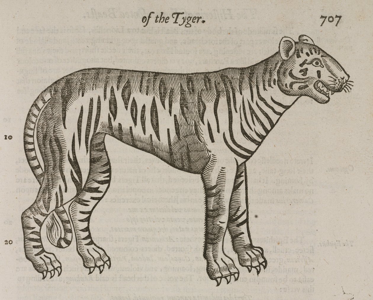 The Tiger by John Pardon
