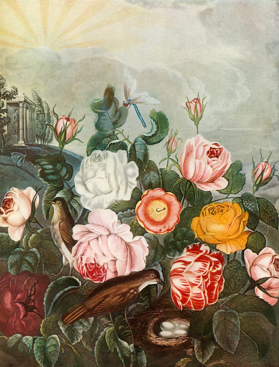 Roses by Richard Earlom