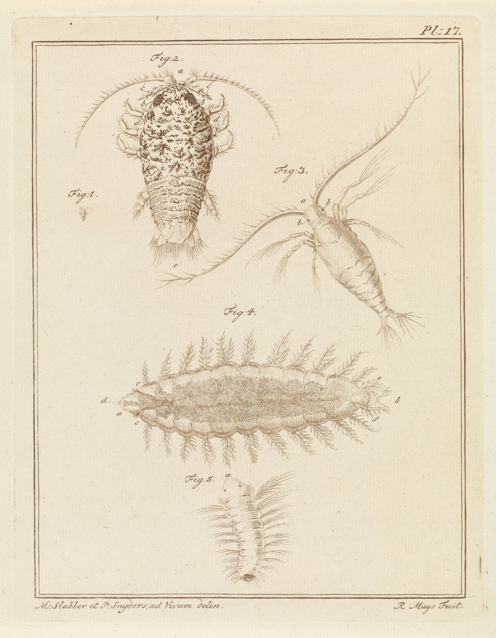 Agate Isopod, Copepod, and Bristle Worm by Robbert Muys