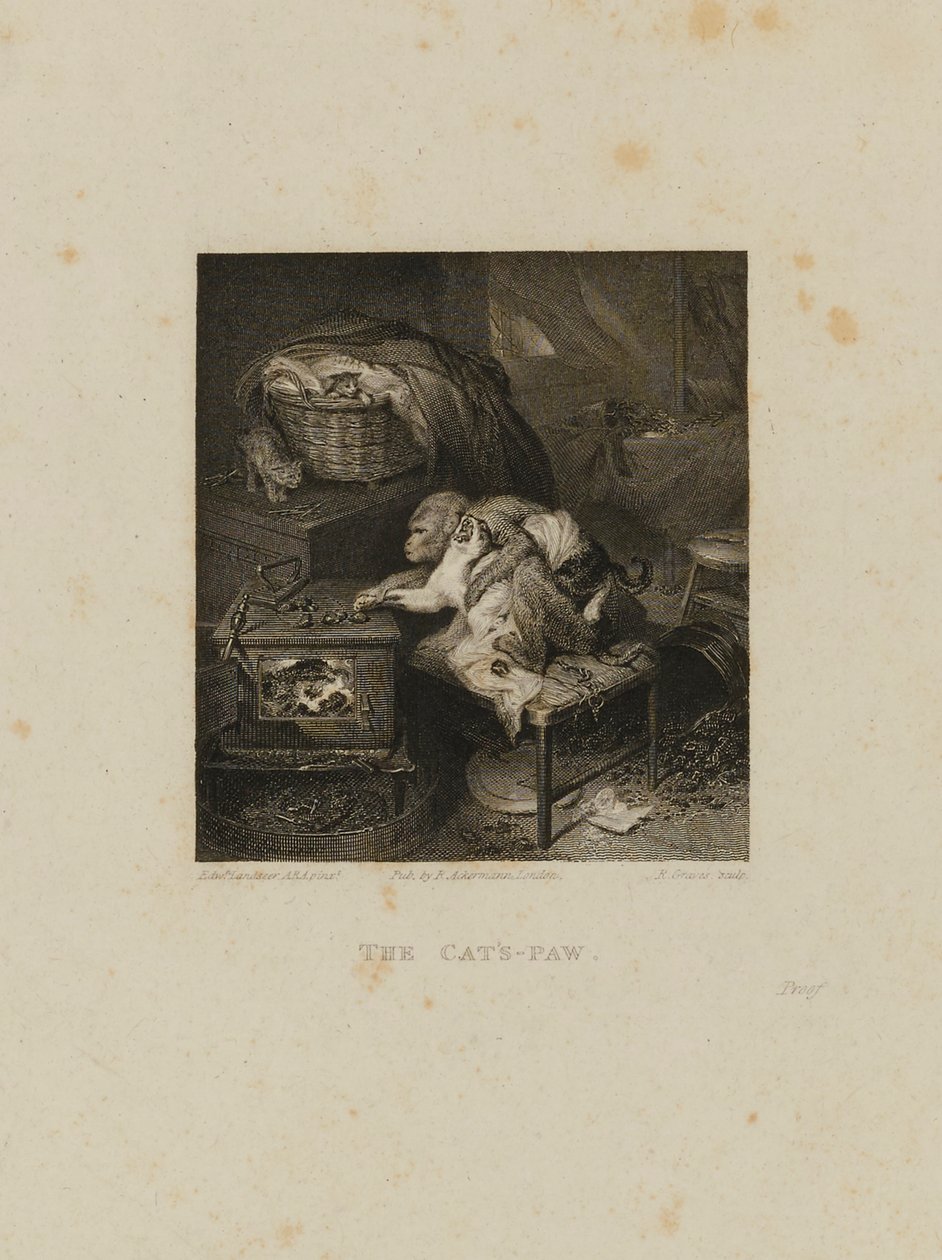 The Cat