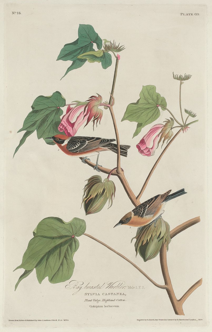 Bay-breasted Warbler by Robert Havell