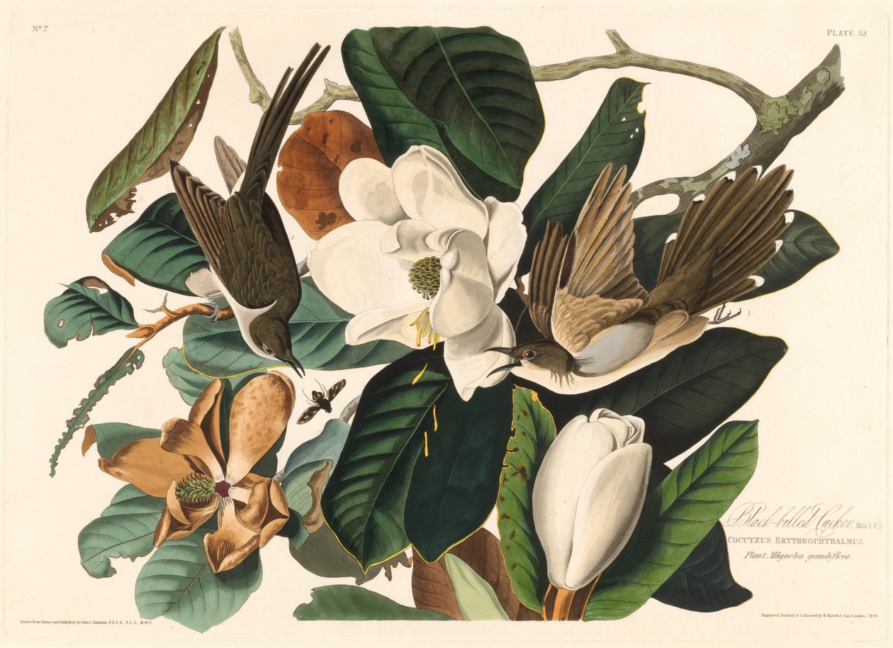 Black-billed Cuckoo by Robert Havell