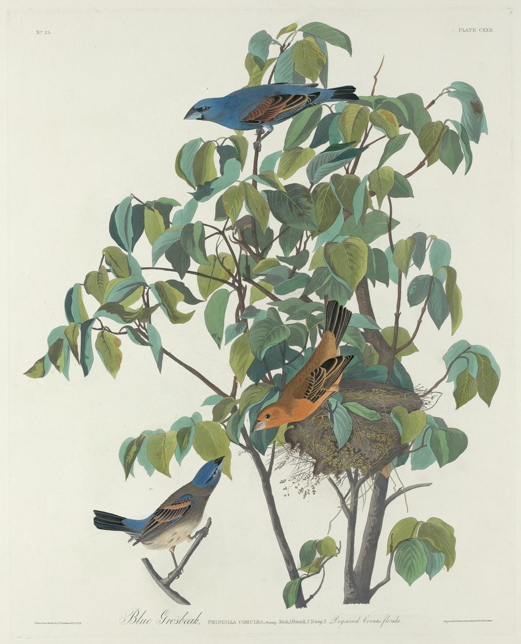 Blue Grosbeak by Robert Havell