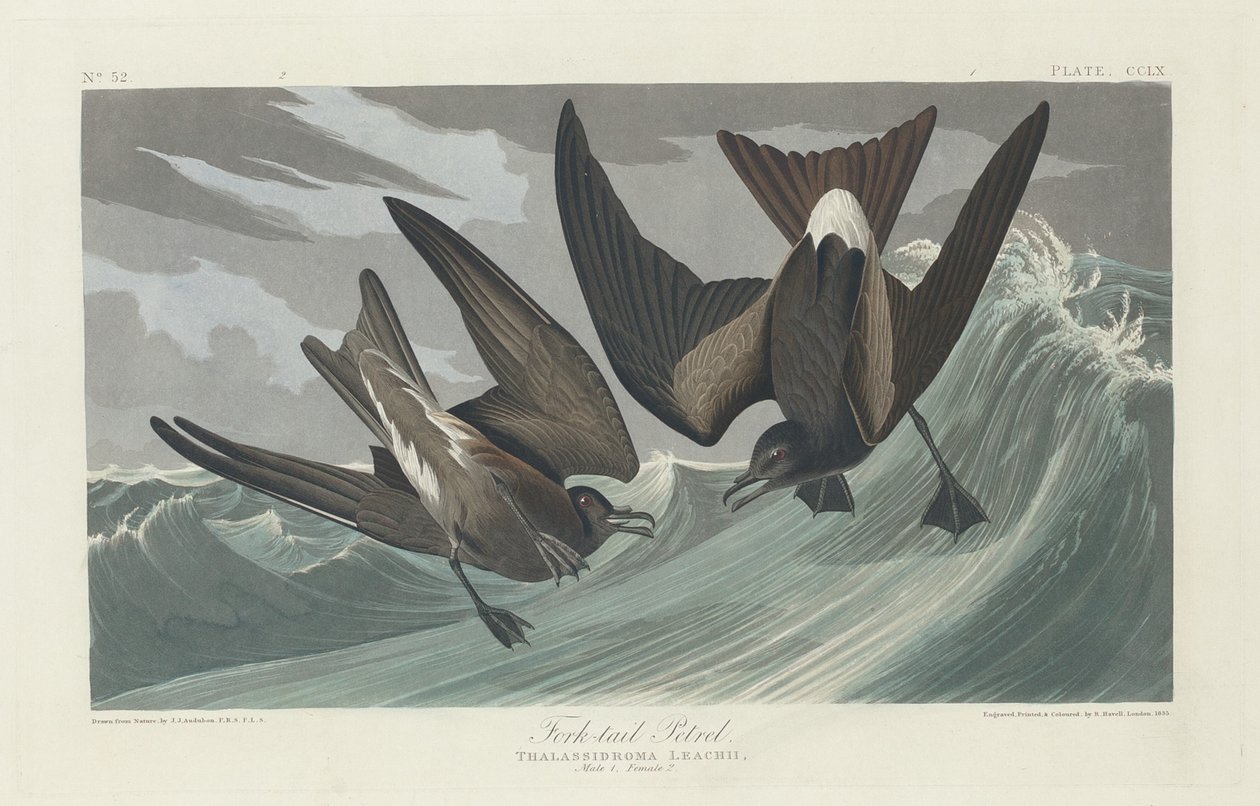 Fork-tailed Petrel by Robert Havell