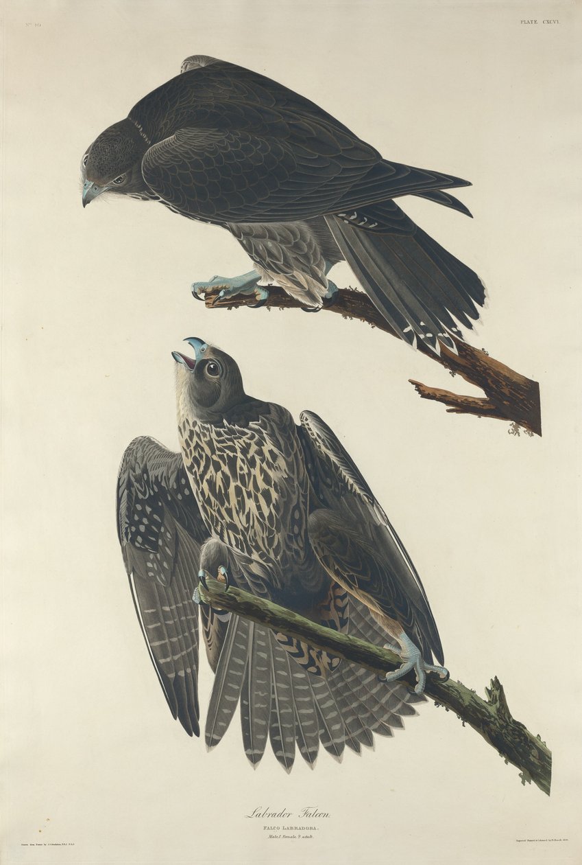 Labrador Falcon by Robert Havell