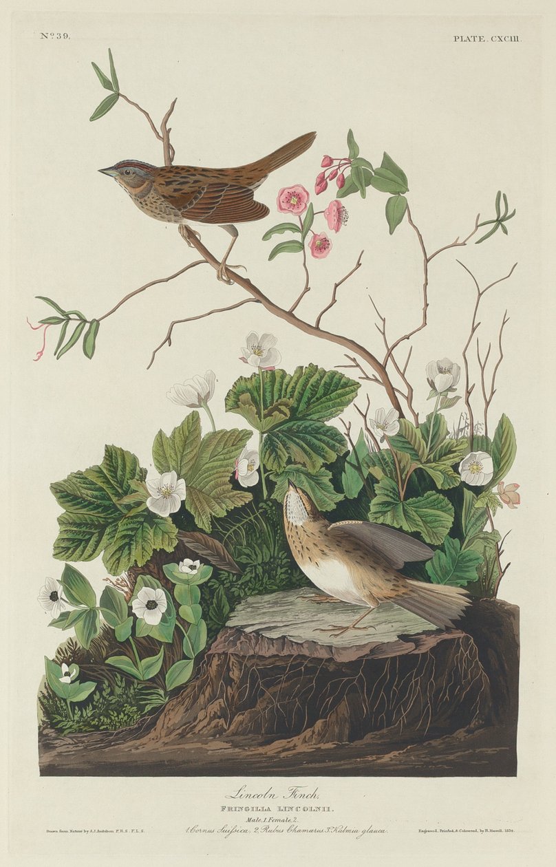 Lincoln Finch by Robert Havell