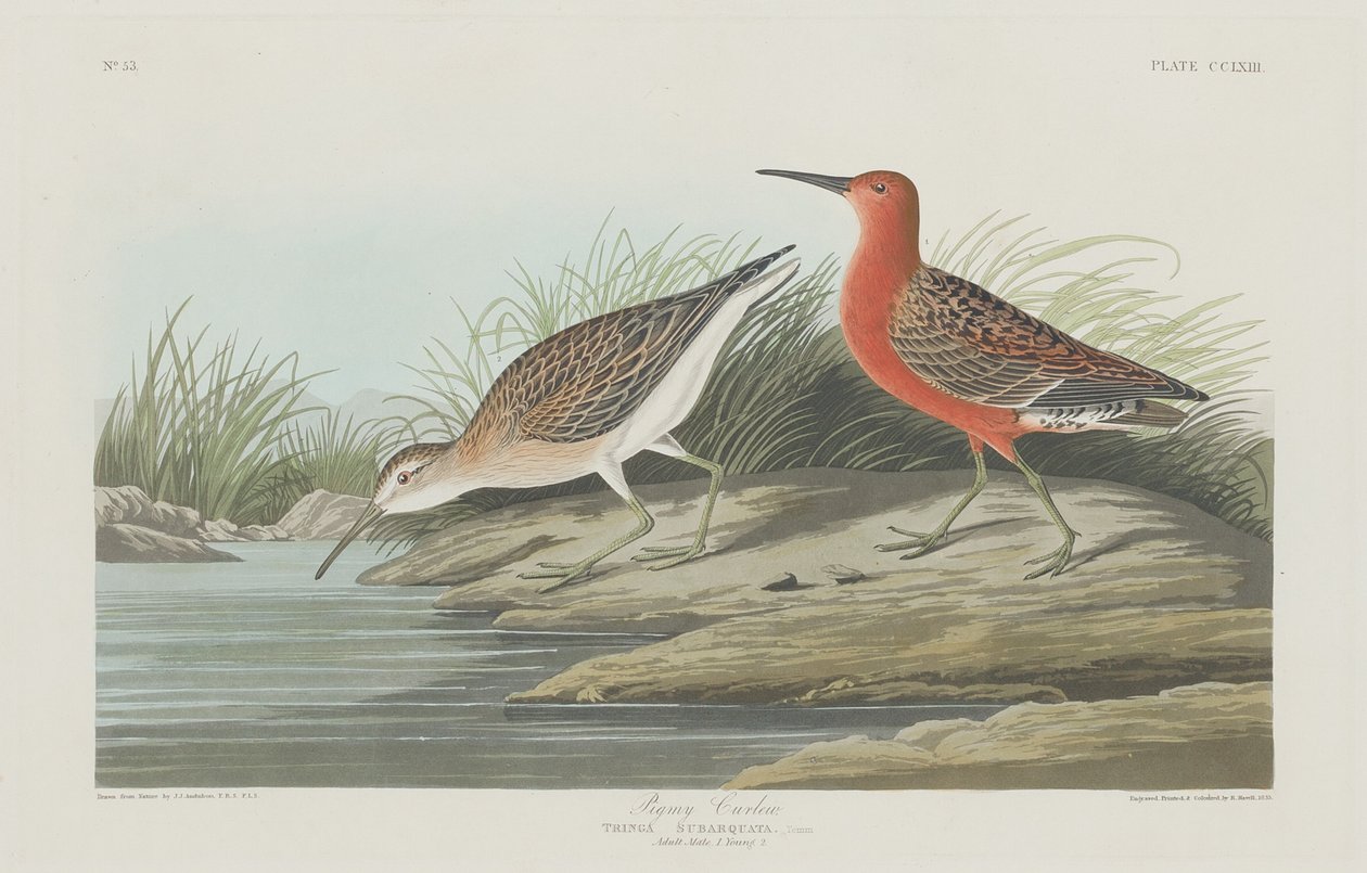 Pigmy Curlew, 1835 by Robert Havell