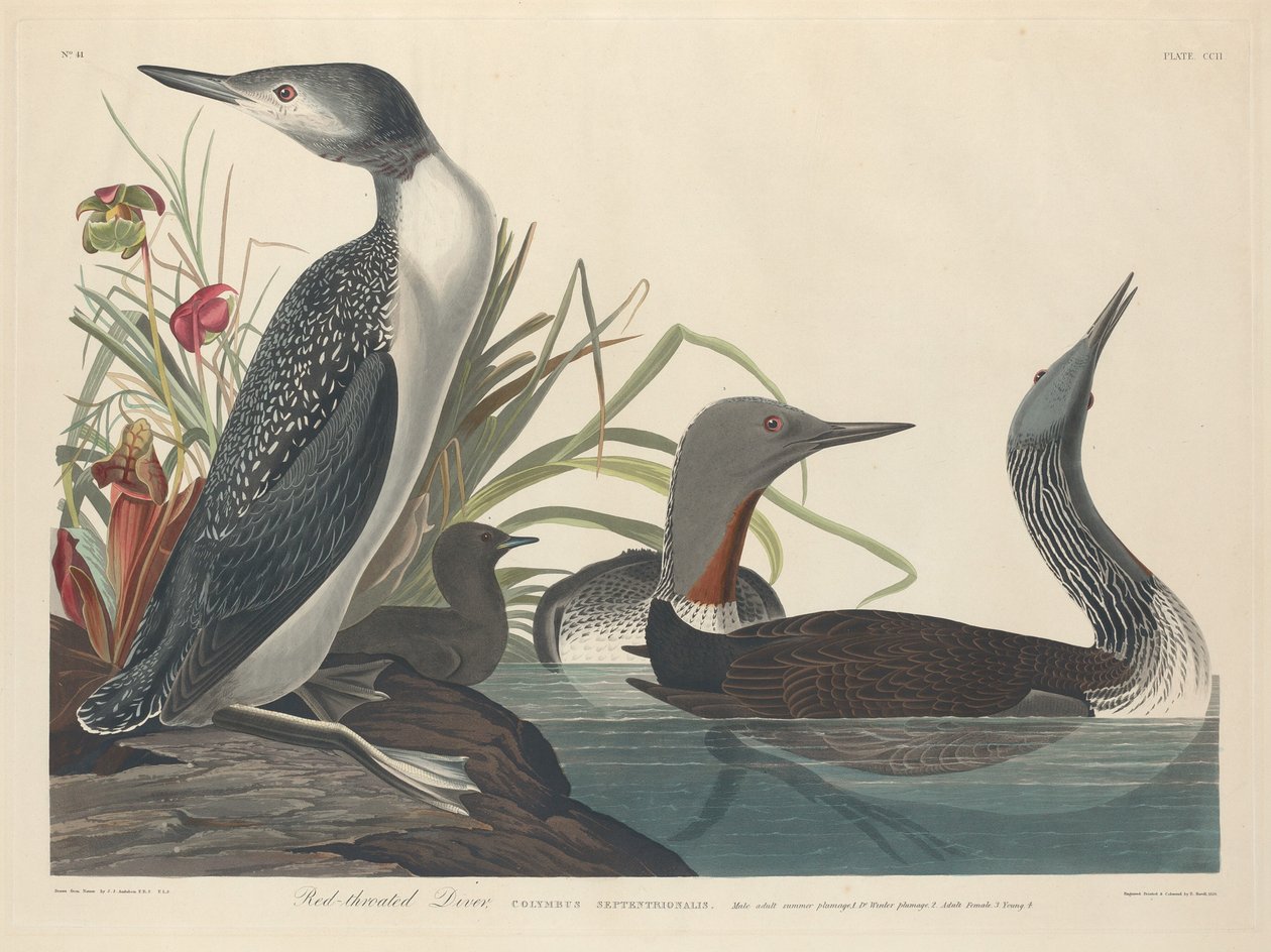 Red-throated Diver by Robert Havell