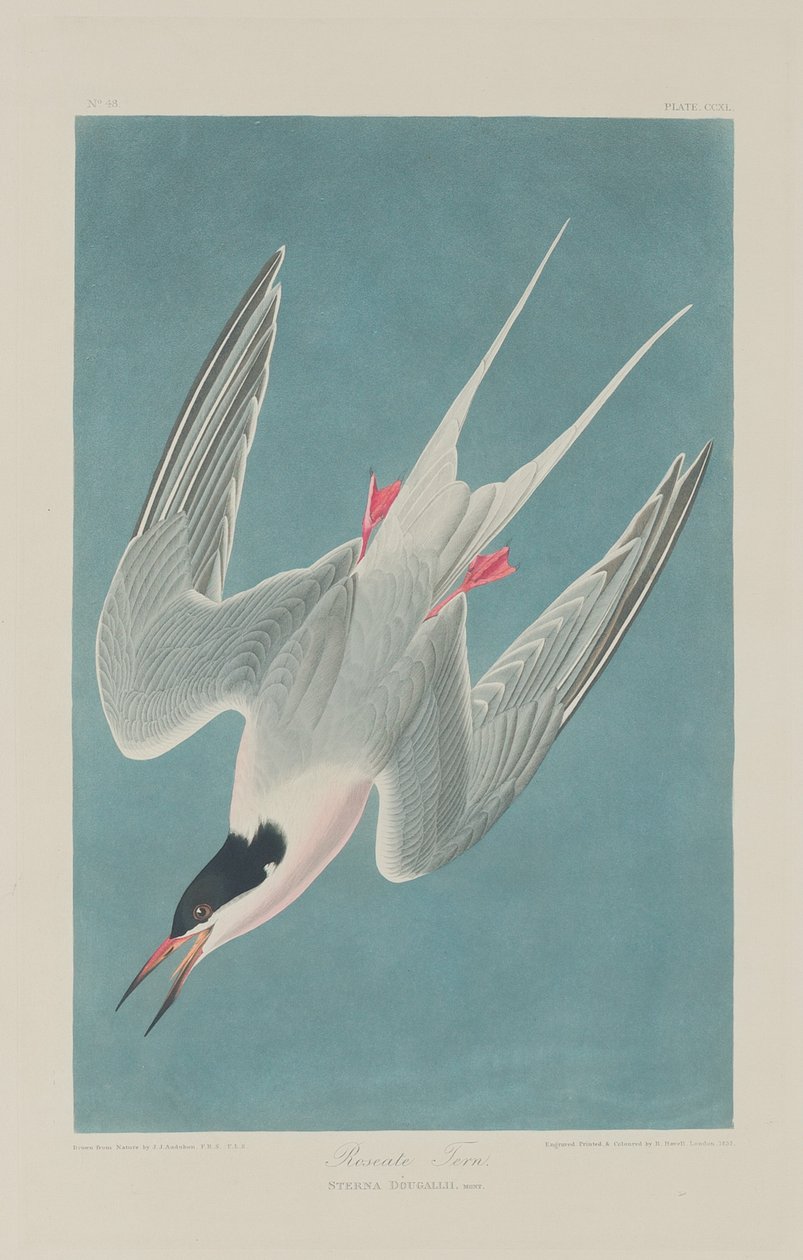 Roseate Tern, 1835 by Robert Havell