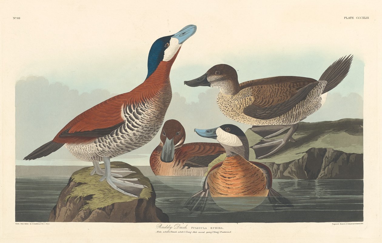 Ruddy Duck, 1836 by Robert Havell