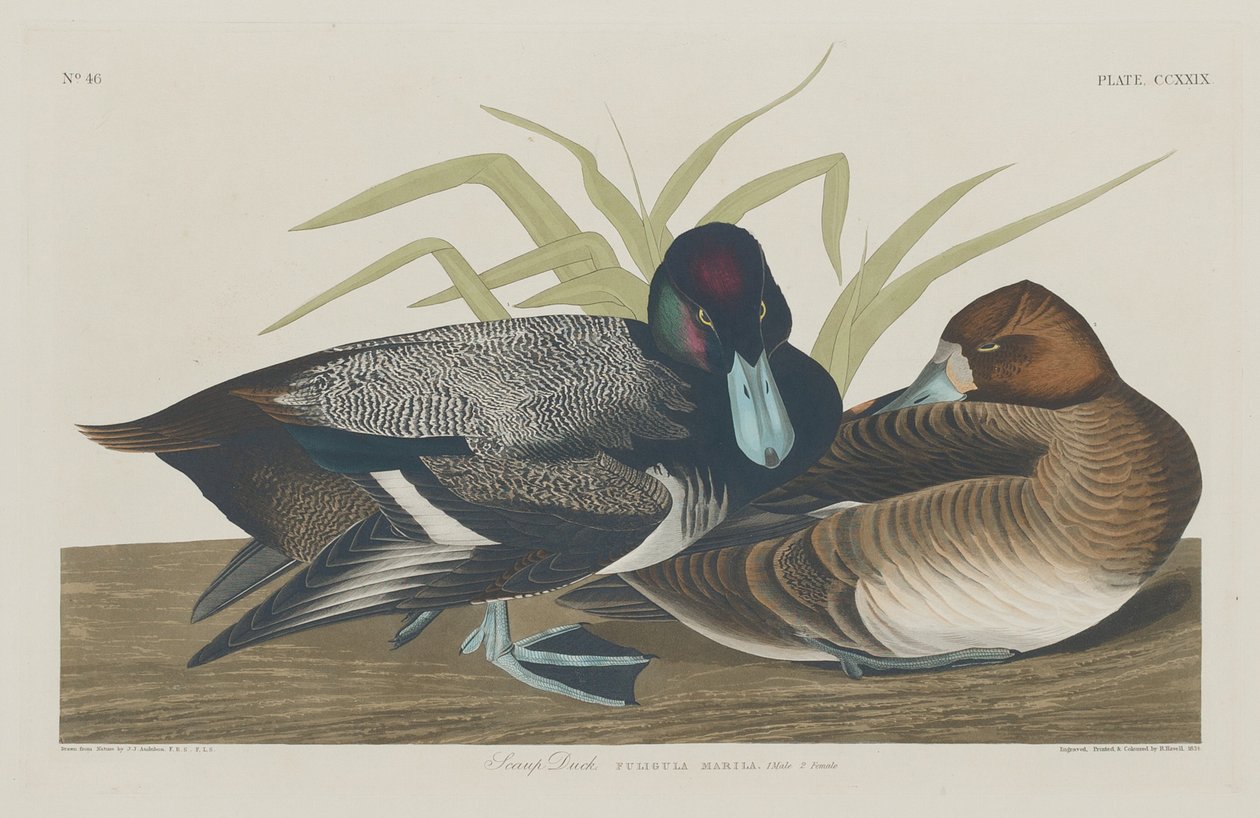 Scaup Duck, 1834 by Robert Havell