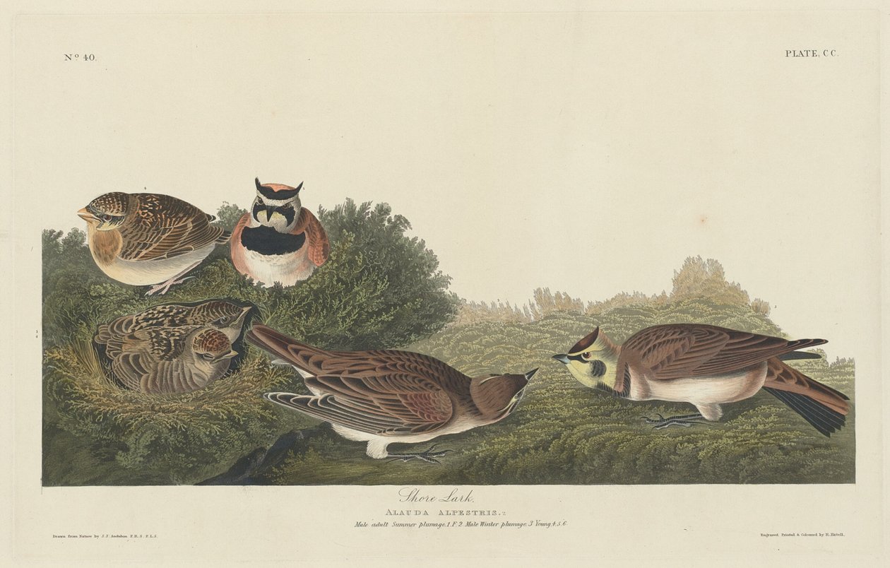 Shore Lark, 1834 by Robert Havell
