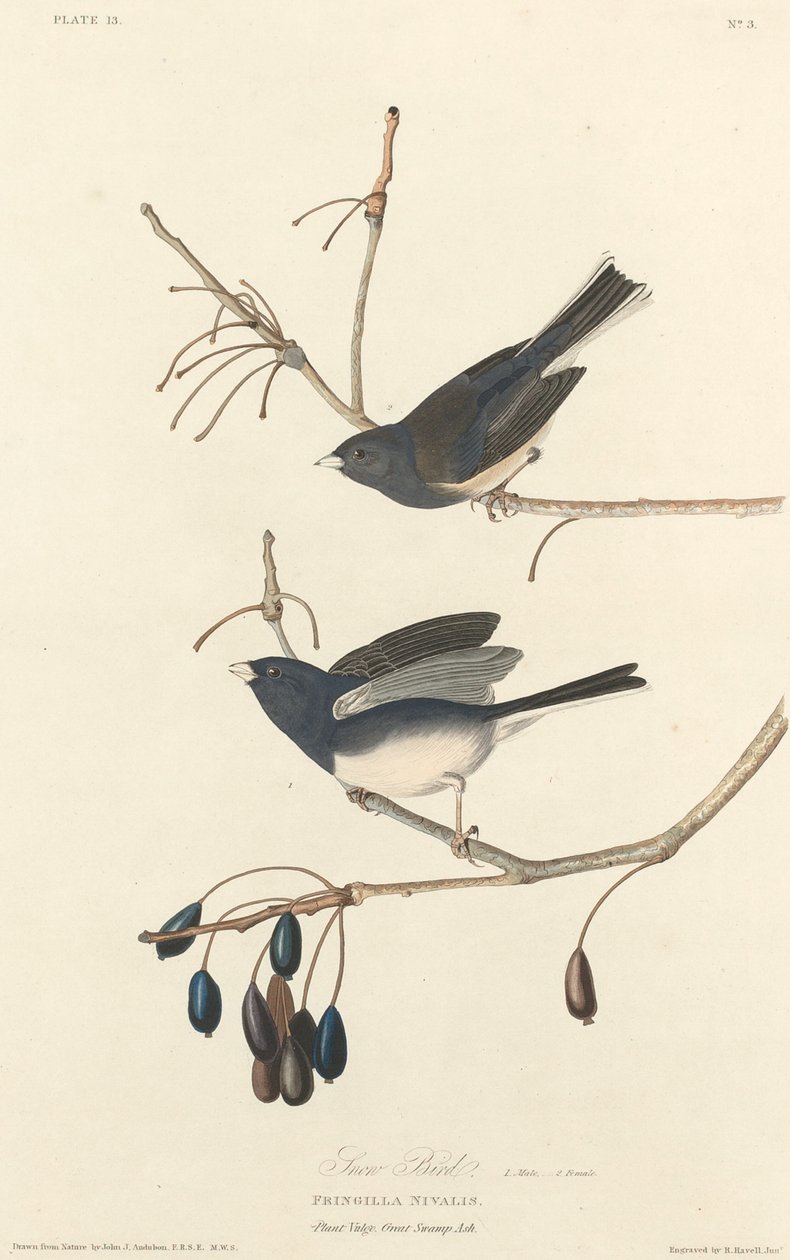 Snow-Bird by Robert Havell