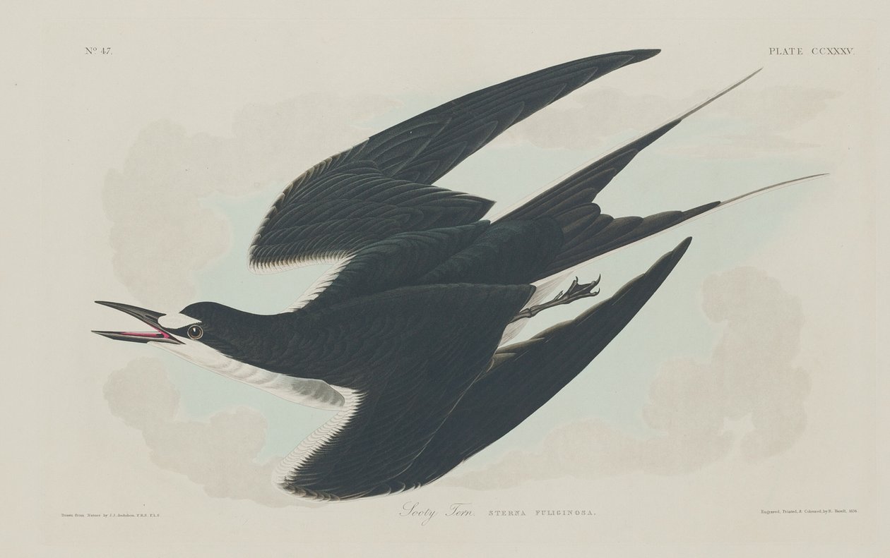 Sooty Tern by Robert Havell