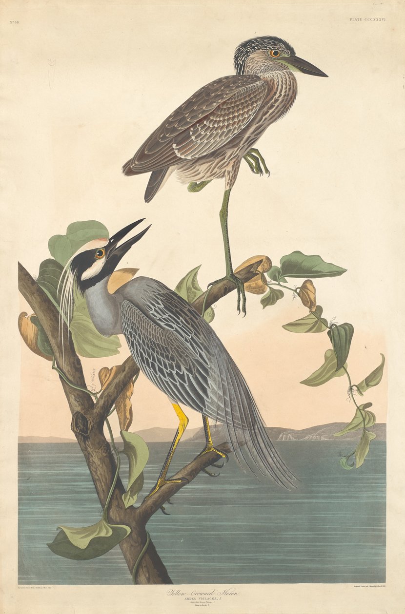 Yellow-crowned Heron by Robert Havell